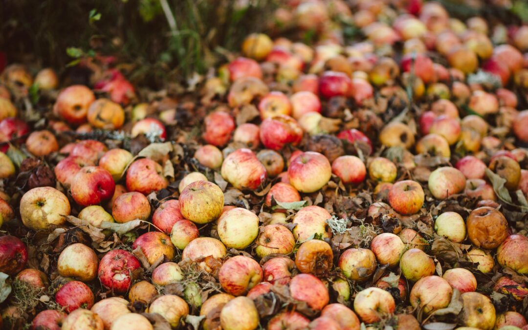 Understanding food waste in rural areas: a different perspective