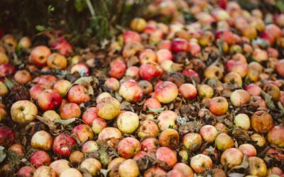 Understanding food waste in rural areas: a different perspective